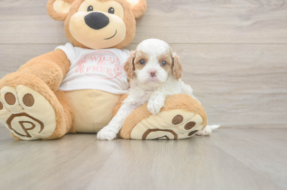 5 week old Cavapoo Puppy For Sale - Seaside Pups