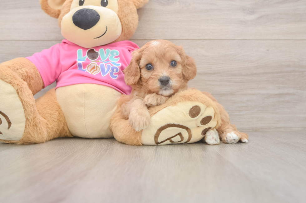 5 week old Cavapoo Puppy For Sale - Seaside Pups