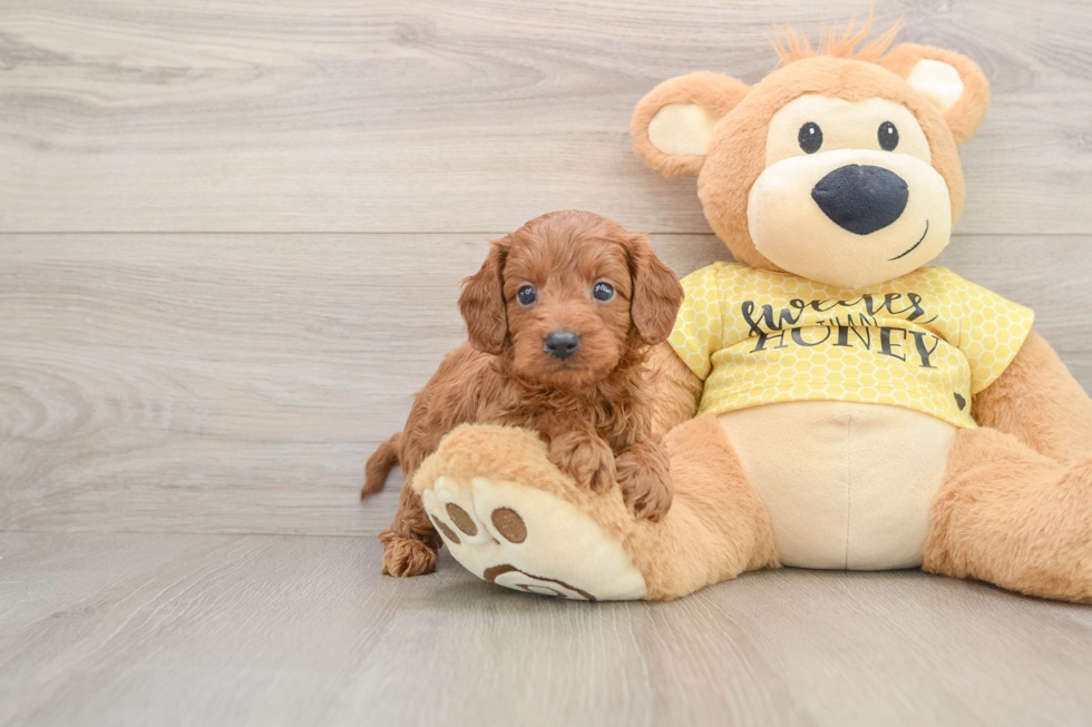 Cavapoo Pup Being Cute