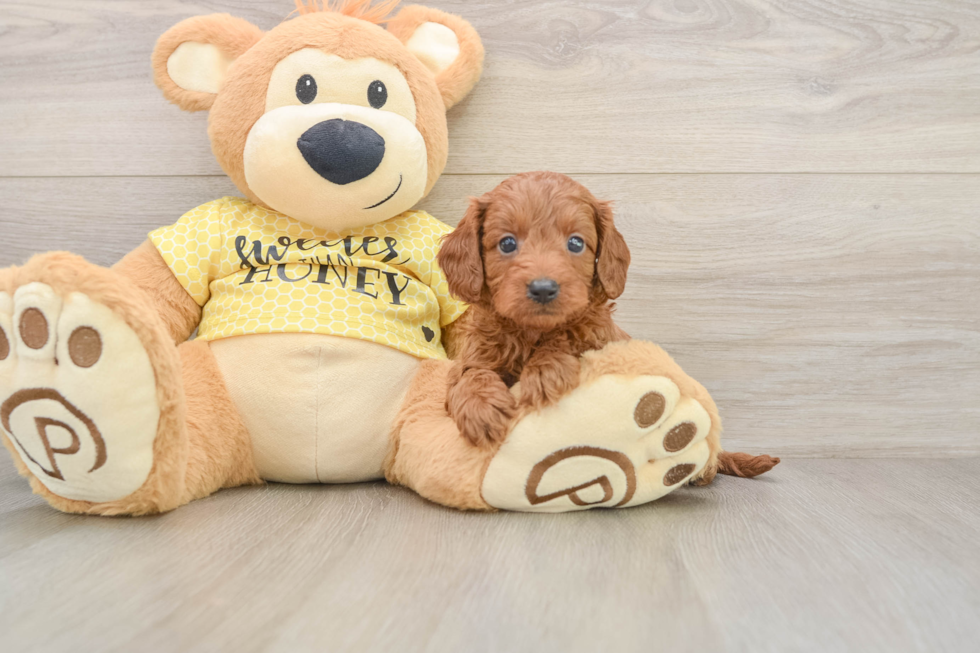 Cavapoo Puppy for Adoption