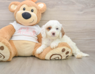 7 week old Cavapoo Puppy For Sale - Seaside Pups