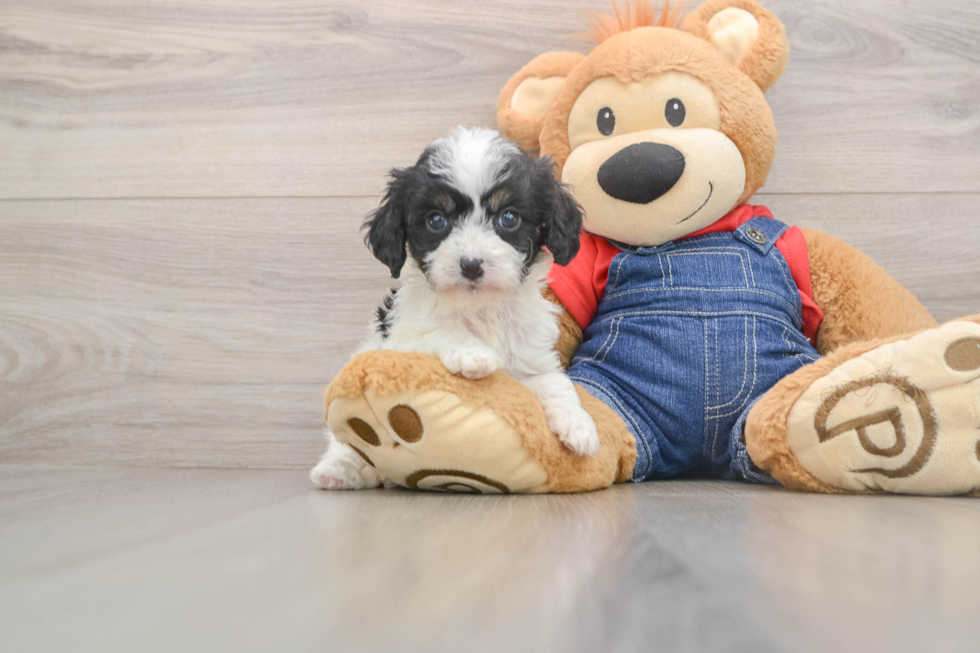 Cavapoo Pup Being Cute