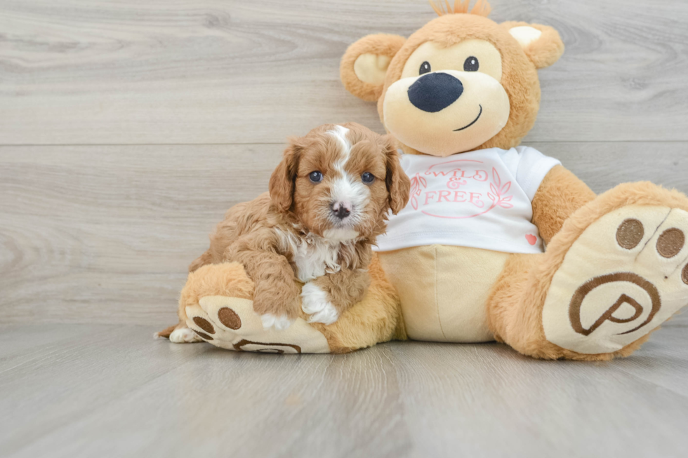 Best Cavapoo Baby