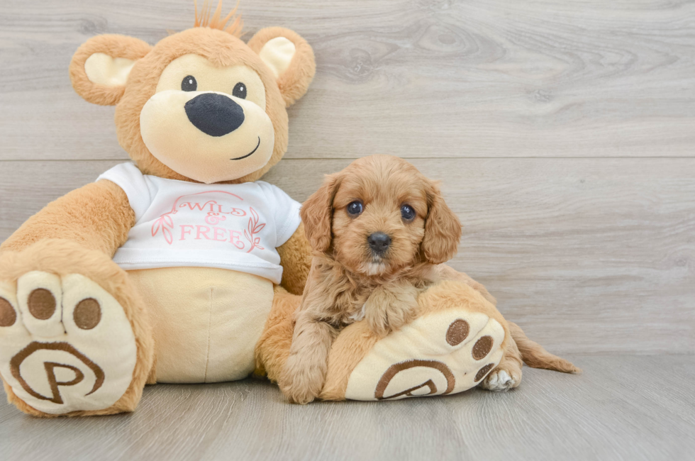 6 week old Cavapoo Puppy For Sale - Seaside Pups