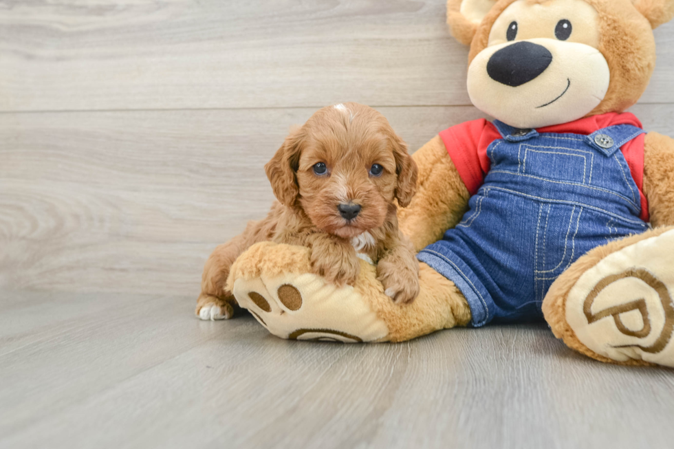 Best Cavapoo Baby