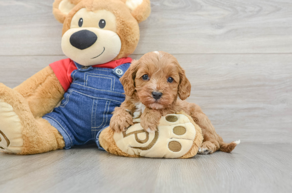 5 week old Cavapoo Puppy For Sale - Seaside Pups