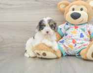 8 week old Cavapoo Puppy For Sale - Seaside Pups