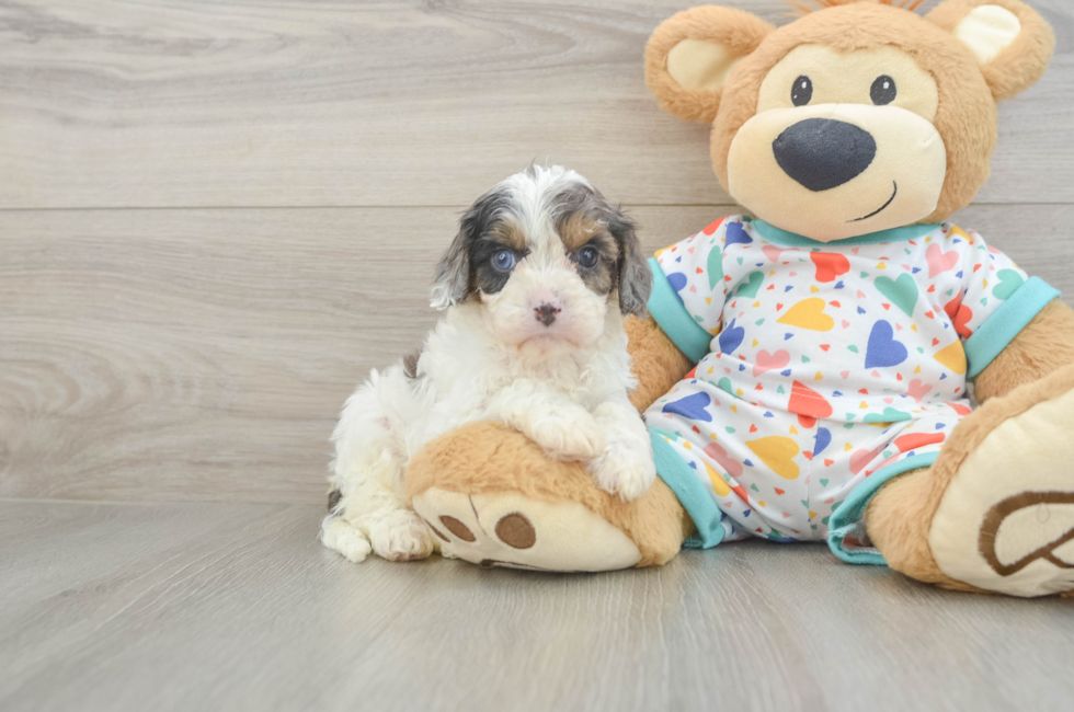 5 week old Cavapoo Puppy For Sale - Seaside Pups