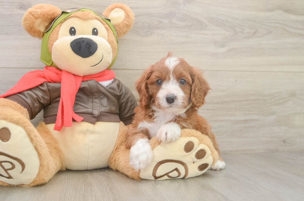 5 week old Cavapoo Puppy For Sale - Seaside Pups