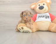 6 week old Cavapoo Puppy For Sale - Seaside Pups 6 week old Cavapoo Puppy For Sale - Seaside Pups