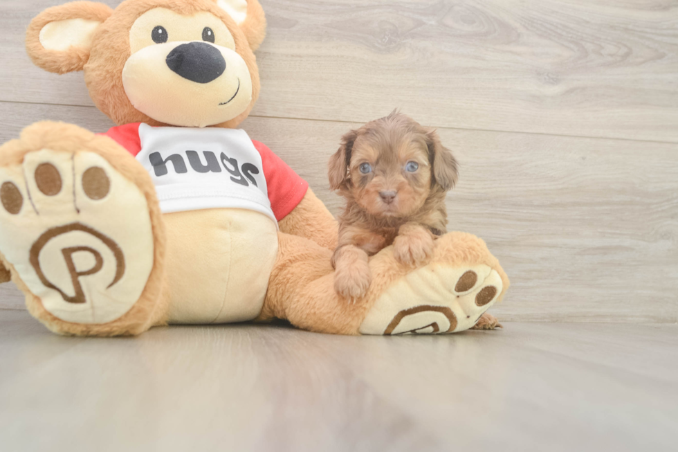 Sweet Cavapoo Baby