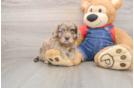 Cavapoo Puppy for Adoption