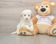 8 week old Cavapoo Puppy For Sale - Seaside Pups