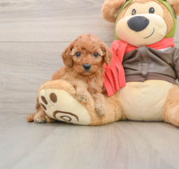 5 week old Cavapoo Puppy For Sale - Seaside Pups