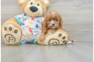 Cavapoo Pup Being Cute