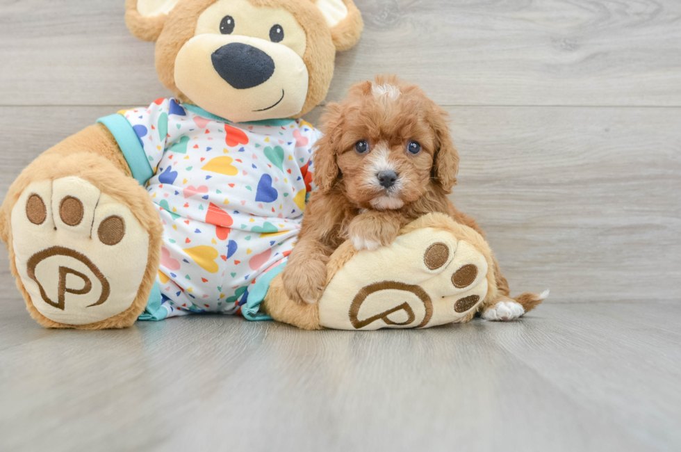 5 week old Cavapoo Puppy For Sale - Seaside Pups