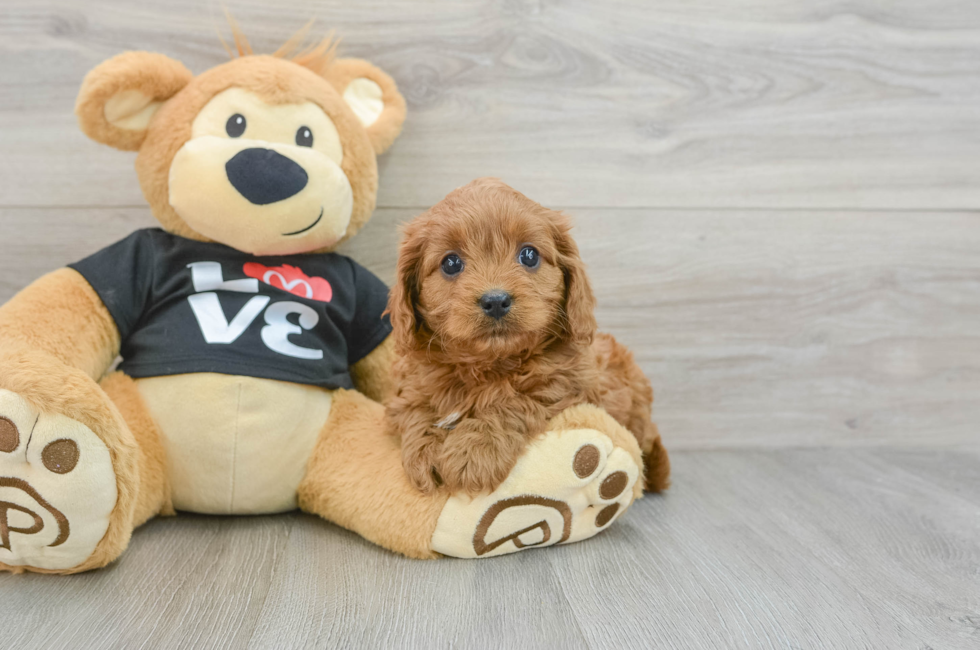 7 week old Cavapoo Puppy For Sale - Seaside Pups