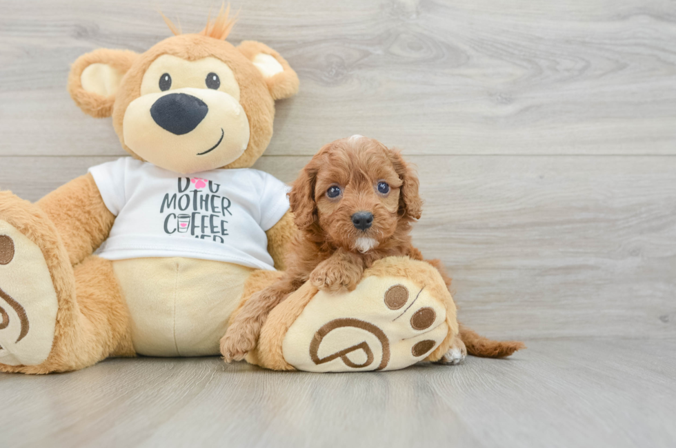 7 week old Cavapoo Puppy For Sale - Seaside Pups