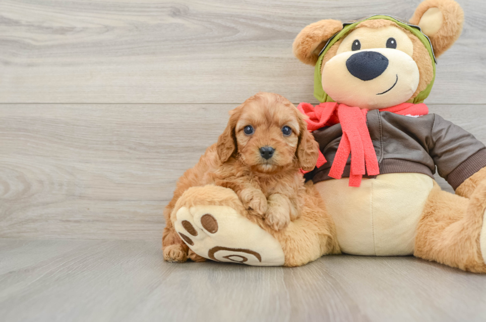 6 week old Cavapoo Puppy For Sale - Seaside Pups