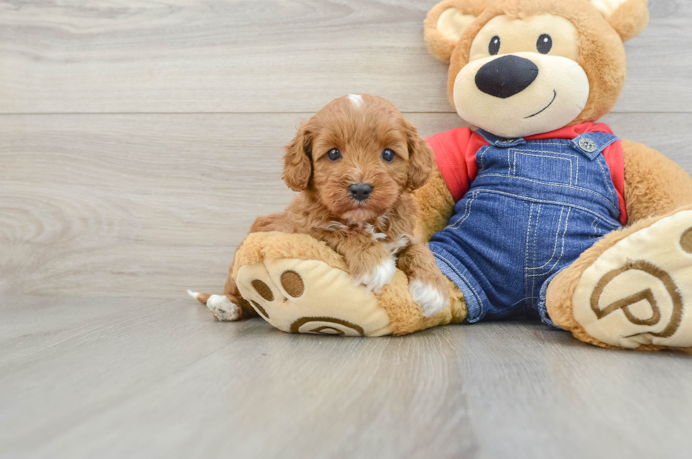 5 week old Cavapoo Puppy For Sale - Seaside Pups