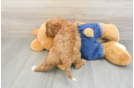 Cavapoo Puppy for Adoption