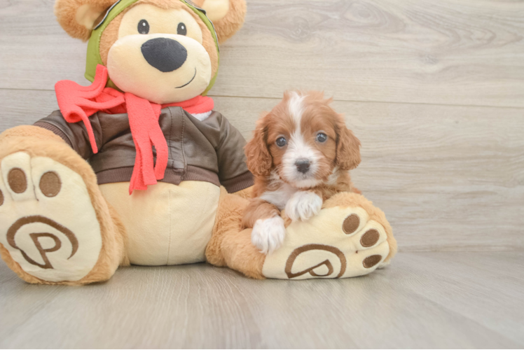 Cavapoo Pup Being Cute