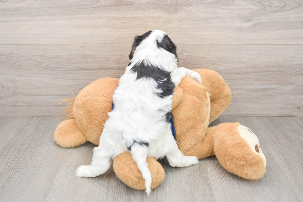 Cavapoo Puppy for Adoption