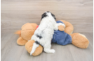 Popular Cavapoo Poodle Mix Pup
