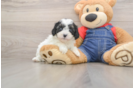 Friendly Cavapoo Baby