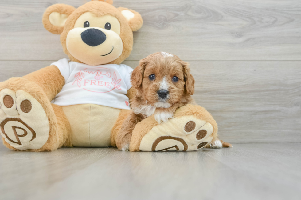 5 week old Cavapoo Puppy For Sale - Seaside Pups