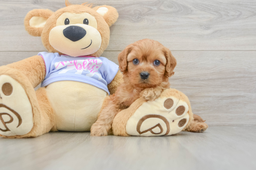 5 week old Cavapoo Puppy For Sale - Seaside Pups