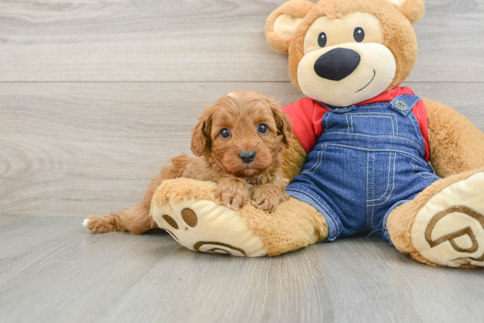 Adorable Cavalier King Charles Spaniel and Poodle Mix Poodle Mix Puppy