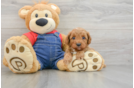 Cavapoo Pup Being Cute