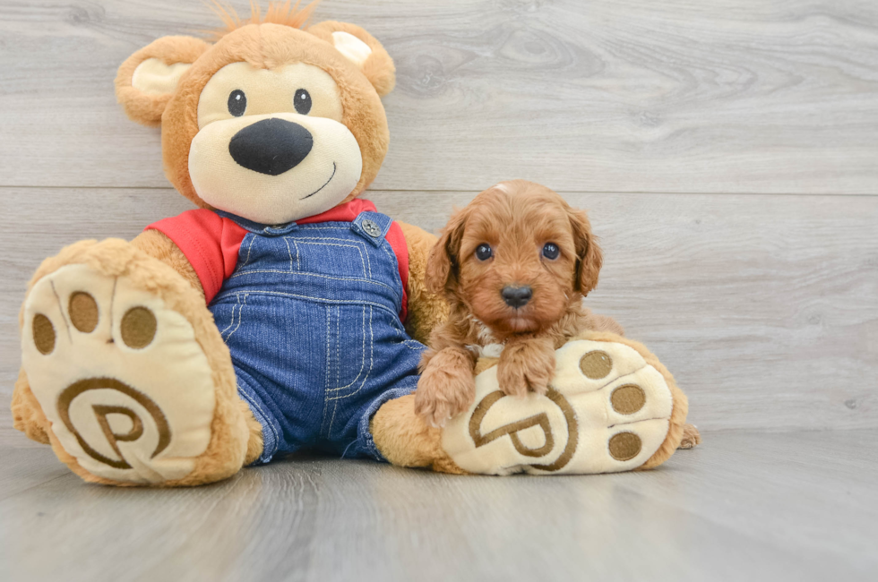 5 week old Cavapoo Puppy For Sale - Seaside Pups
