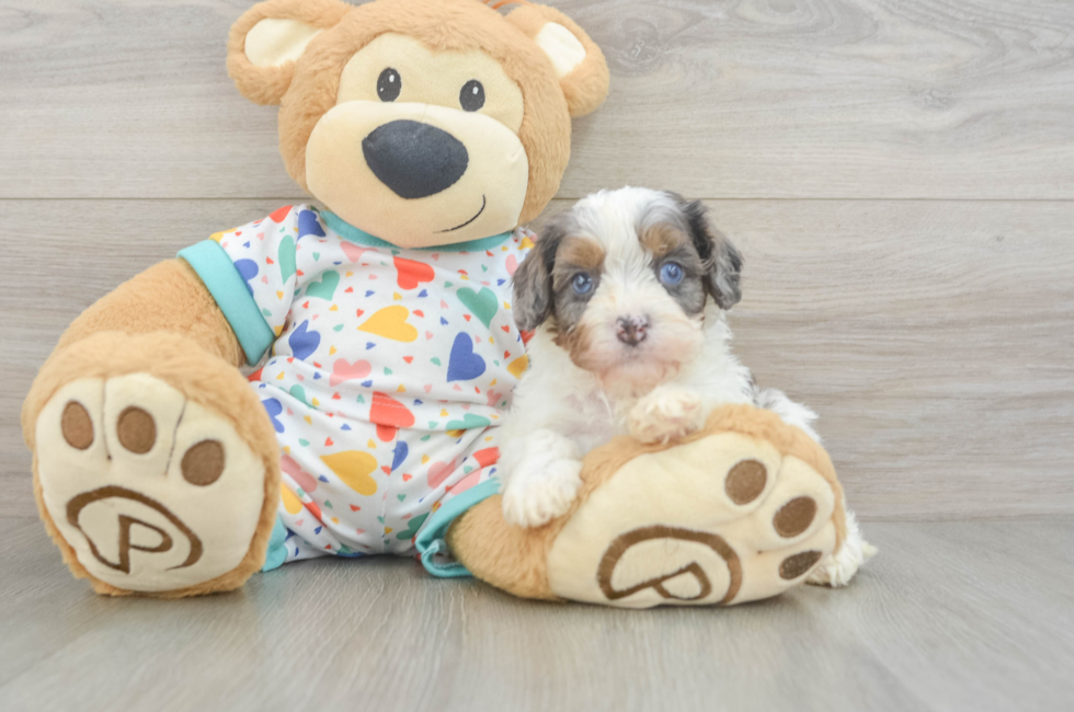 5 week old Cavapoo Puppy For Sale - Seaside Pups