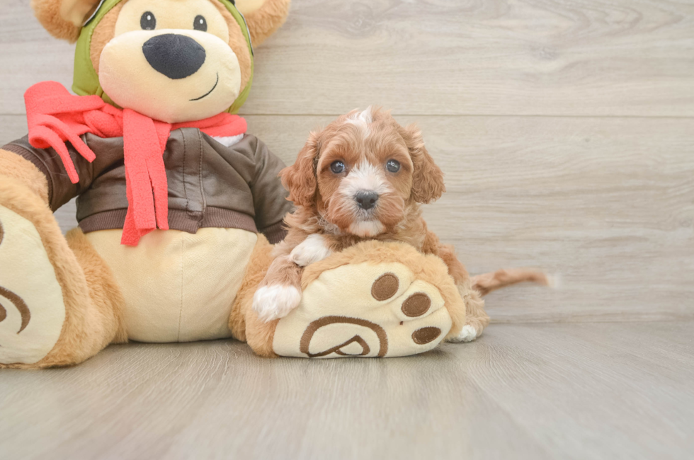 5 week old Cavapoo Puppy For Sale - Seaside Pups