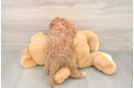 Small Cavapoo Baby