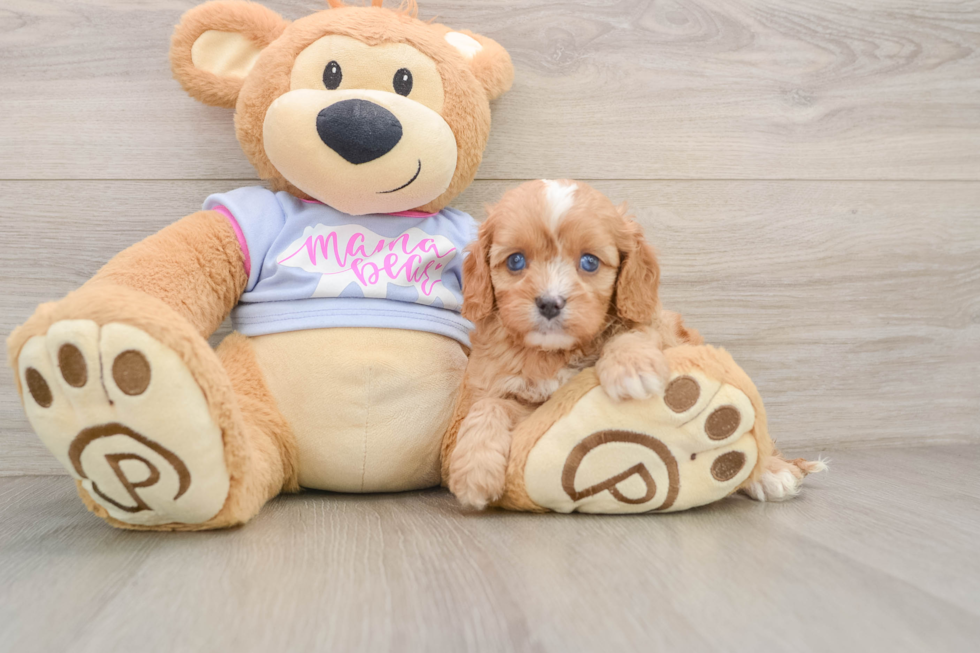 Popular Cavapoo Poodle Mix Pup