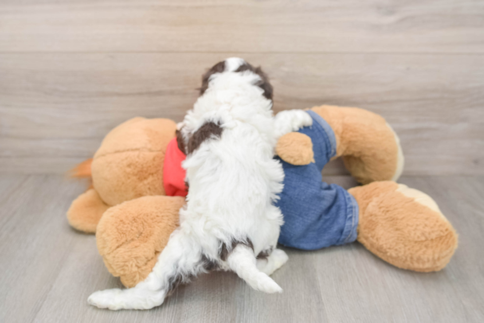 Cavapoo Pup Being Cute