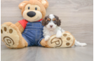 Playful Cavapoodle Poodle Mix Puppy