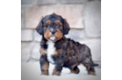 Best Cavapoo Baby