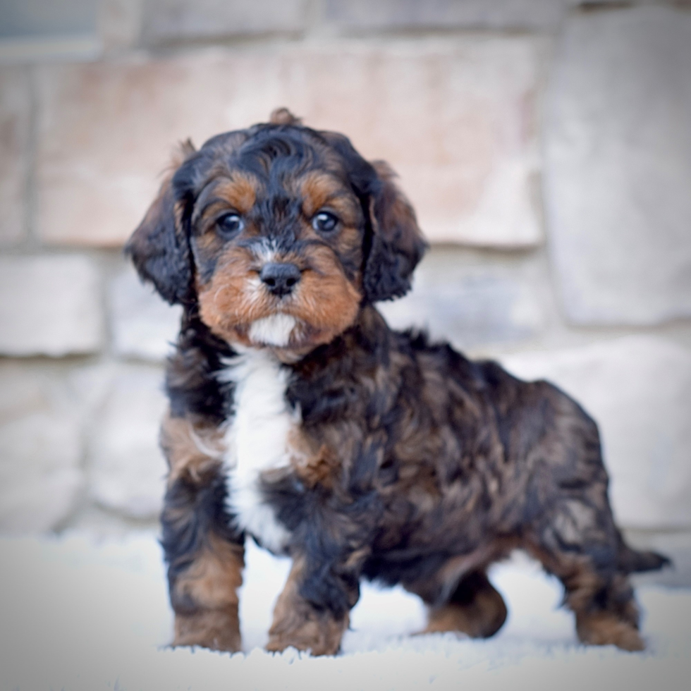 Best Cavapoo Baby