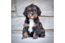 Cavapoo Pup Being Cute