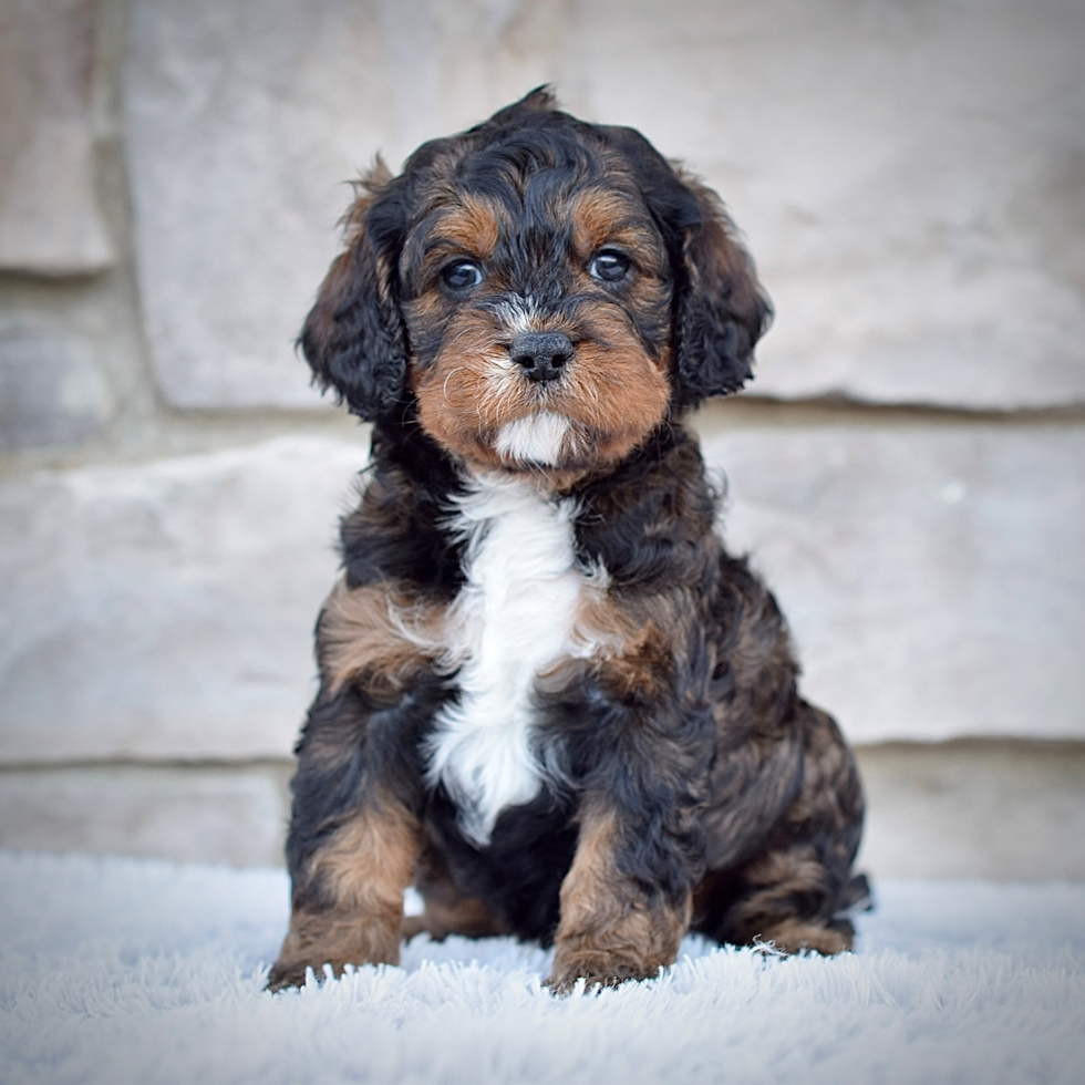 Cavapoo Pup Being Cute