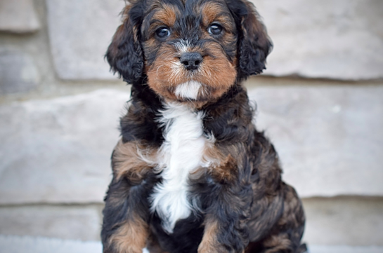 Cavapoo Pup Being Cute