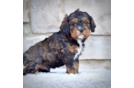 Cavapoo Puppy for Adoption