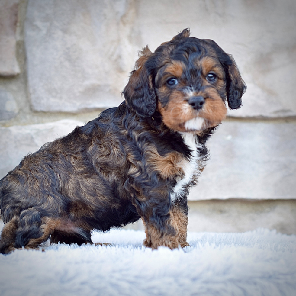 Cavapoo Puppy for Adoption