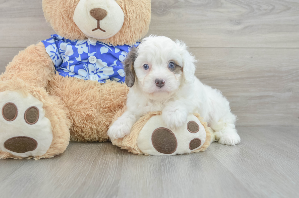 7 week old Cavapoo Puppy For Sale - Seaside Pups