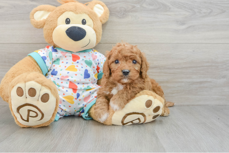 Little Cavipoo Poodle Mix Puppy