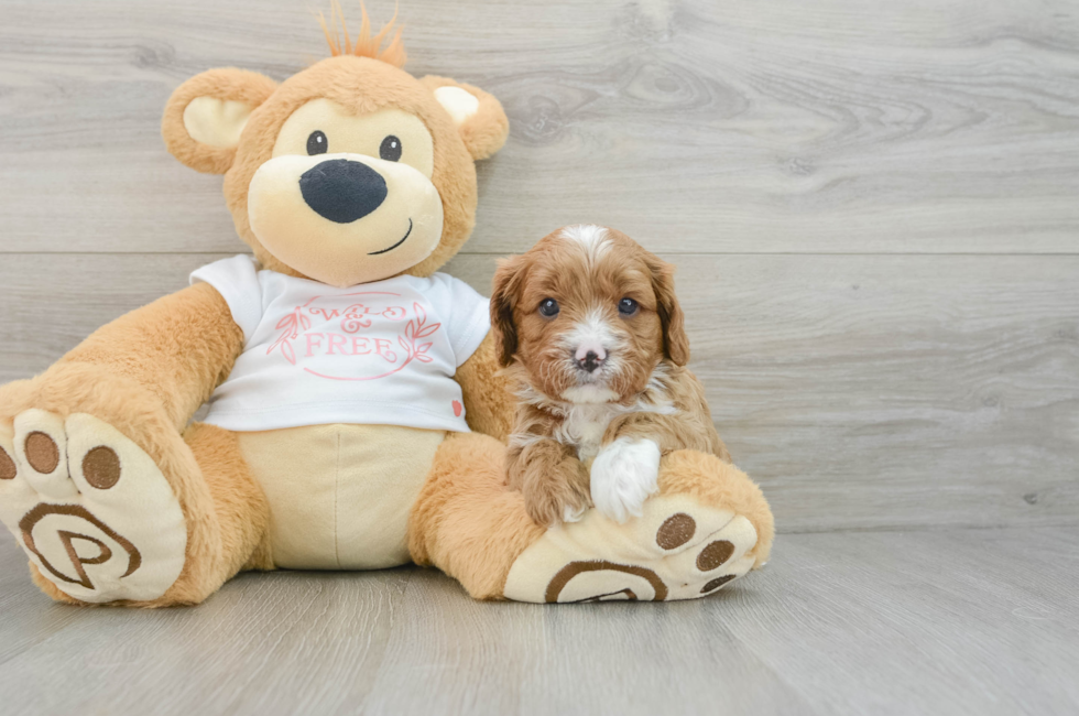 5 week old Cavapoo Puppy For Sale - Seaside Pups